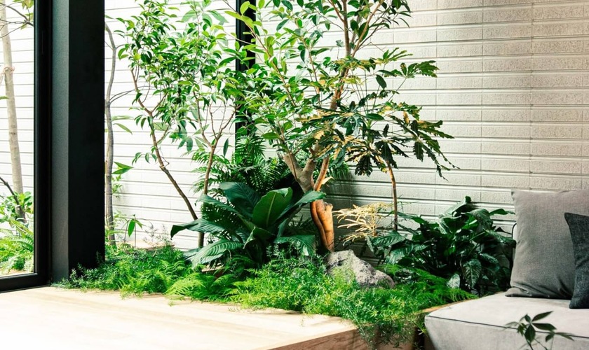 ティアナの観葉植物